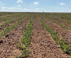Rural / Farming commercial property for sale at 23060 Sturt Highway Yamba SA 5340