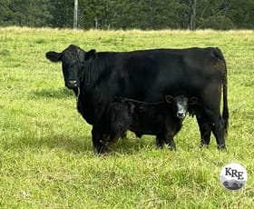 Rural / Farming commercial property for sale at Kyogle NSW 2474