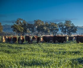 Rural / Farming commercial property for sale at Pilca Butta 2178 Black Stump Way Coolah NSW 2843