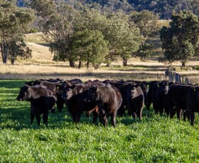 Rural / Farming commercial property for sale at 3953 Halls Creek Road Manilla NSW 2346