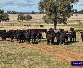 Rural / Farming commercial property for sale at 2911 Tooraweenah Road Mendooran NSW 2842