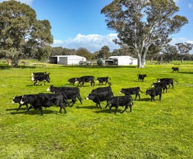 Rural / Farming commercial property for sale at 447 Charcutt Road Maaoupe SA 5277