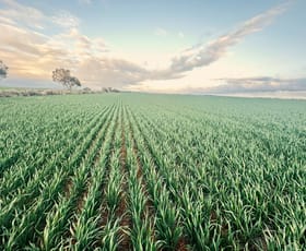 Rural / Farming commercial property for sale at 'Jansen's' Sec 414 Wirreanda Rd Condowie SA 5464