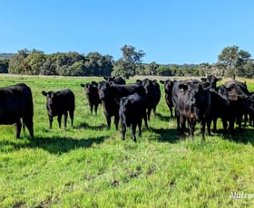 Rural / Farming commercial property for sale at 1298 Brand Highway Chittering WA 6084