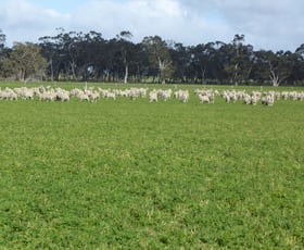 Rural / Farming commercial property for sale at "Wyruna" 2989 Naracoorte Road Western Flat SA 5268