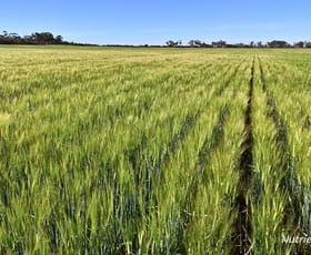 Rural / Farming commercial property for sale at 1650 Dulyalbin Road South Bodallin WA 6424