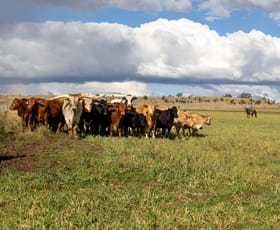 Rural / Farming commercial property for sale at 643 Silvermines Road Elsmore NSW 2360