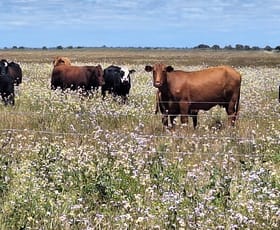Rural / Farming commercial property for sale at 1629 Launer Road Eganu WA 6515