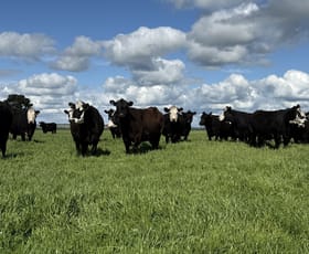 Rural / Farming commercial property for sale at 126 Shuards Lane Lochaber SA 5271