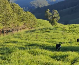 Rural / Farming commercial property for sale at 1989 Waukivory Road, Waukivory via Gloucester NSW 2422 Rural / Farming commercial property for sale at 1989 Waukivory Road, Waukivory via Gloucester NSW 2422