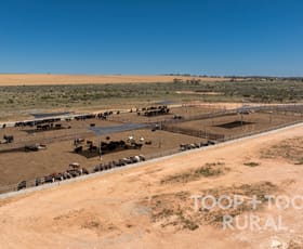 Rural / Farming commercial property for sale at 106/ Hunter Road Nildottie SA 5238