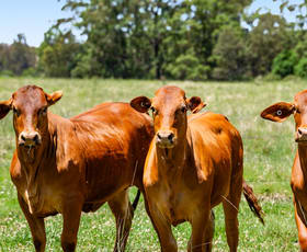 Rural / Farming commercial property for sale at 1334 Palms Road Upper Yarraman QLD 4614