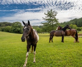 Rural / Farming commercial property for sale at 258 Bli Bli Road Bli Bli QLD 4560