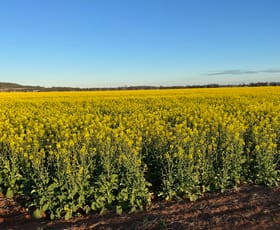 Rural / Farming commercial property for sale at "Rosmar" Coocooboonah Lane Gunnedah NSW 2380 Rural / Farming commercial property for sale at "Rosmar" Coocooboonah Lane Gunnedah NSW 2380