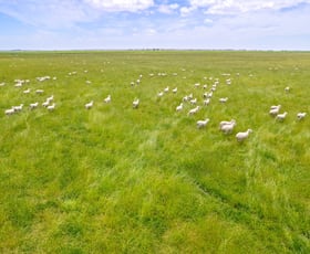 Rural / Farming commercial property for sale at Lot 55 Princes Highway Millicent SA 5280