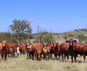 Rural / Farming commercial property for sale at "The Farm" 1282 Semples Road Thangool QLD 4716