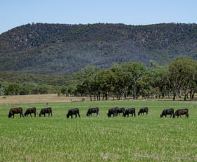 Rural / Farming commercial property for sale at 32 - 72 Woodside Road Tenterfield NSW 2372 Rural / Farming commercial property for sale at 32 - 72 Woodside Road Tenterfield NSW 2372