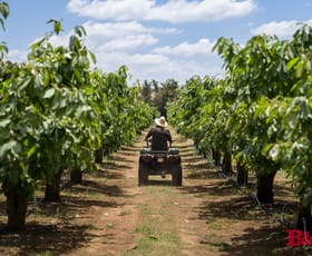 Rural / Farming commercial property for sale at 7 Melrose Drive Raglan NSW 2795 Rural / Farming commercial property for sale at 7 Melrose Drive Raglan NSW 2795