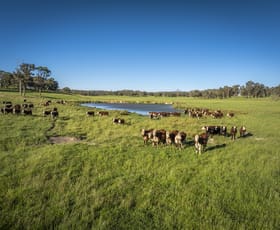 Rural / Farming commercial property for sale at 161 Hickeys Road Wongwibinda NSW 2350