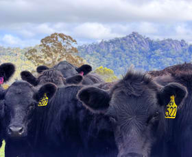 Rural / Farming commercial property for sale at 410 Honeysuckle Falls Road Tarana NSW 2787