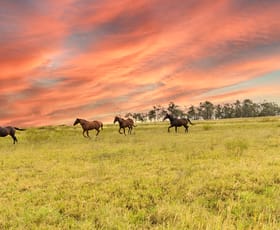 Rural / Farming commercial property for sale at 3, 1145 Biddeston-Southbrook Road Southbrook QLD 4363