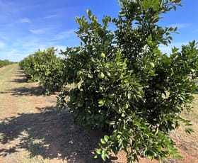 Rural / Farming commercial property for sale at 71 Bonomi Road Willbriggie NSW 2680