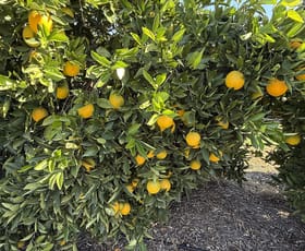 Rural / Farming commercial property for sale at 71 Bonomi Road Willbriggie NSW 2680