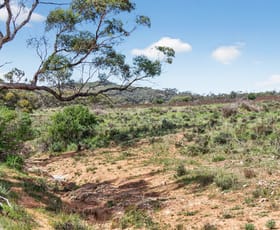 Rural / Farming commercial property for sale at 'Ferguson' Philps Road Minvalara SA 5422