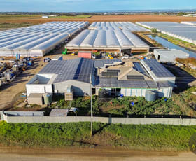 Rural / Farming commercial property for sale at 384 Tozer Road Buckland Park SA 5120