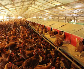Rural / Farming commercial property for sale at Lot 1 2135 The Bucketts Way Wards River NSW 2422 Rural / Farming commercial property for sale at Lot 1 2135 The Bucketts Way Wards River NSW 2422