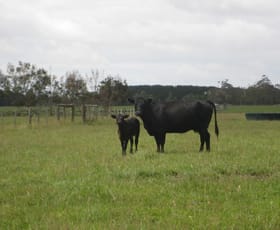 Rural / Farming commercial property sold at 671 Kentbruck Road Heywood VIC 3304