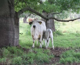 Rural / Farming commercial property sold at Wondai QLD 4606