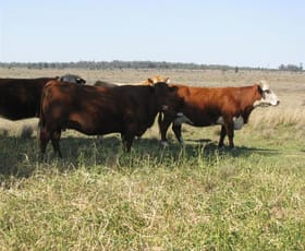 Rural / Farming commercial property sold at 3321 ACRES DEVELOPED GRAZING Hannaford QLD 4406 Rural / Farming commercial property sold at 3321 ACRES DEVELOPED GRAZING Hannaford QLD 4406