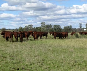 Rural / Farming commercial property sold at 2478 ACRES CATTLE AND CROPPING Tara QLD 4421