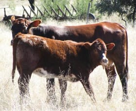 Rural / Farming commercial property sold at 2507 ACRES FARMING andamp; GRAZING Tara QLD 4421