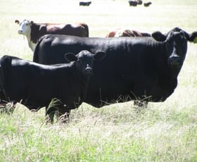 Rural / Farming commercial property sold at 6904 ACRES CATTLE PROPERTY Hannaford QLD 4406 Rural / Farming commercial property sold at 6904 ACRES CATTLE PROPERTY Hannaford QLD 4406