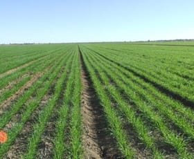 Rural / Farming commercial property sold at Mitchell - St George Road St George QLD 4487 Rural / Farming commercial property sold at Mitchell - St George Road St George QLD 4487