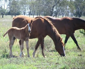 Rural / Farming commercial property sold at - PRICE REDUCED - Ideal Horse Property Dalby QLD 4405