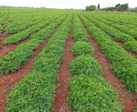 Rural / Farming commercial property sold at Memerambi QLD 4610 Rural / Farming commercial property sold at Memerambi QLD 4610