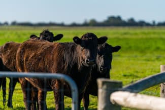 Rural / Farming commercial property sold at 1755 Maaoupe Road Maaoupe SA 5277 Rural / Farming commercial property sold at 1755 Maaoupe Road Maaoupe SA 5277