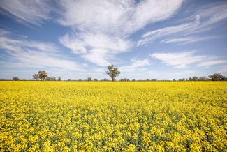 Rural / Farming commercial property sold at Frances SA 5262 Rural / Farming commercial property sold at Frances SA 5262