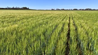 Rural / Farming commercial property for sale at 1650 Dulyalbin Road South Bodallin WA 6424 Rural / Farming commercial property for sale at 1650 Dulyalbin Road South Bodallin WA 6424