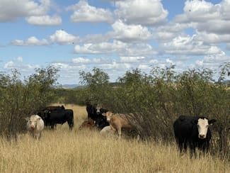 Rural / Farming commercial property for sale at 12605 Eidsvold Theodore Road Camboon QLD 4719