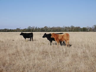 Rural / Farming commercial property sold at The Gums QLD 4406