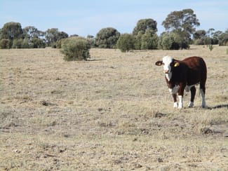 Rural / Farming commercial property sold at 480 ACRES QUALITY GRAZING Tara QLD 4421