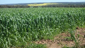 Rural / Farming commercial property for sale at 265 Yenart Road New Norcia WA 6509