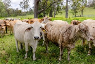 Rural / Farming commercial property sold at 0 Tunnel Road Wonbah QLD 4671 Rural / Farming commercial property sold at 0 Tunnel Road Wonbah QLD 4671