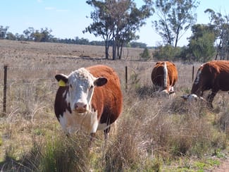 Rural / Farming commercial property sold at "Koompartoo" 258 Momo Road Tomingley NSW 2869