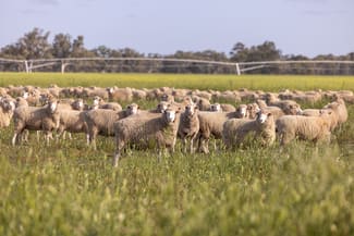 Rural / Farming commercial property sold at 715 Danby's Road Frances SA 5262