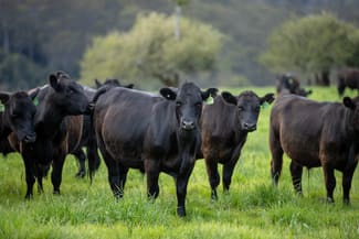 Rural / Farming commercial property sold at 4690 Waterfall Way, Fernbrook Dorrigo NSW 2453 Rural / Farming commercial property sold at 4690 Waterfall Way, Fernbrook Dorrigo NSW 2453